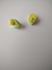 tulipán knoflík (1)